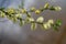 Twig blossoming willow macro