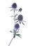 Twig of blue eryngium