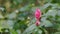 Twig Brunch Among Fresh Green Leaves Camellia With Pink Flower. Love Concept.