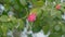 Twig Brunch Among Fresh Green Leaves Camellia With Pink Flower. Love Concept. Bokeh.