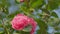 Twig Brunch Among Fresh Green Leaves Camellia With Pink Flower. Love Concept. Close up.