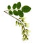 Twig with buds of acacia flowers and green leaves isolated