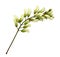 Twig with buds of acacia flowers isolated
