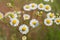 Twig with charming fresh wild  white chamomile flowers