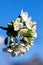 Twig of cherry blossoms, beautiful white flowers on blue sky background.