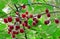 Twig of cherry-tree with red cherries