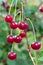 Twig of cherry-tree with red cherries