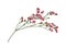 Twig of coral limonium flowers isolated