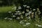 Twig of daisies or camomile in the glade, Central Balkan mountain, Stara Planina