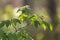 A twig of a deciduous tree with young lush green leaves in a beautiful backlight. Very nice