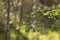 A twig of a deciduous tree with young lush green leaves in a beautiful backlight. Very nice