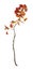 Twig of european aspen, Populus tremula with red autumn leafs isolated on white background