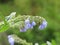 Twig flower with blue bells