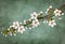 Twig of flowering cherry blossoms for decoration