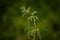 A twig of a flowering nettle