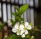 Twig flowering tree closeup 4