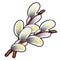Twig flowering willow isolated on white background. Vector cartoon close-up illustration.