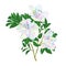 Twig flowers multicolored rhododendrons twig rhododendrons mountain shrub on a white background vintage vector illustration edita