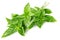 Twig fresh basil