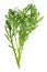 Twig of fresh edible chrysanthemum greens isolated