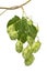 Twig of fresh green common hop