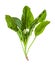 twig of fresh green spinach herb isolated