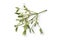 Twig of fresh mistletoe isolated