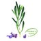 Twig of fresh rosemary with blue flowers, green leaves, isolated, spicy ingredient, medicine plant, organic food concept