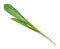 Twig of fresh wild garlic ramson cutout on white