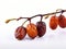 Twig of fruit of a dates - white background