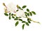 Twig of garden rose flower, buds and leaves