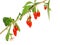 Twig of of goji berry or wolfberry