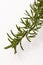 Twig of green fresh rosemary,mediterranian spice.