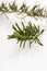 Twig of green fresh rosemary,mediterranian spice.