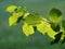 Twig with green leafes, backlit by sun