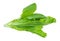 twig of green Romaine lettuce cutout on white