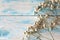 Twig Gypsophila of small white flowers close-up on a blue background.