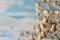 Twig Gypsophila of small white flowers close-up on a blue background.