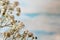 Twig Gypsophila of small white flowers close-up on a blue background.