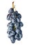 Twig of hanging black grapes isolated on white background, close