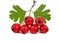 Twig of Hawthorn berries