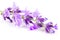 Twig of lavender isolated on a white background