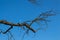Twig without leaves and blue sky