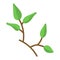 Twig with leaves. Spring clipart for design
