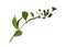 Twig of ligustrum with green leaves and black berries isolated