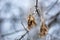 A twig of Maple with winged dry fruits, which is frosted with hoarfrost crystals. Beautiful blue bokeh in the background