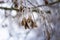 A twig of Maple with winged dry fruits, which is frosted with hoarfrost crystals. Beautiful bokeh in the background