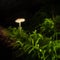 Twig Parachute mushroom grows from a dead branch covered with bright green moss