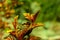 Twig Physocarpus opulifolius on a green background