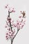 Twig of Pink Cherry Plum or Myrobalan Blossoms